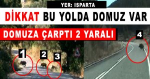 DOMUZLAR  YOLA ÇIKTI 2 YARALI 