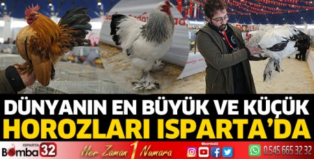 Dünyanın en büyük ve küçük horozları Isparta'da