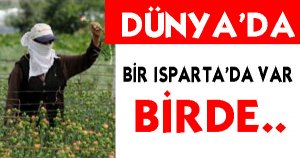 Dünyanın Karanfilini Üretiyorlar