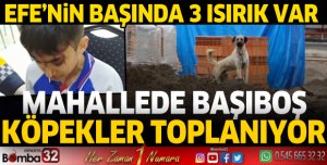 Efe'nin başında 3 ısırık var