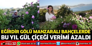 Eğirdir Gölü manzaralı bahçelerde bu yıl gül çiçeği verimi azaldı