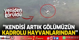 Eğirdir Gölü'nde su samuru görüldü