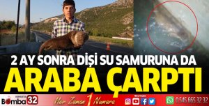 Eğirdir'de dişi su samuruna da araç çarptı
