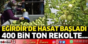 Eğirdir'de elma hasadı başladı