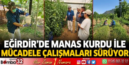 Eğirdir'de Manas Kurdu ile mücadele çalışmaları sürüyor
