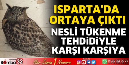 Eğirdir'de puhu kuşu bitkin halde bulundu