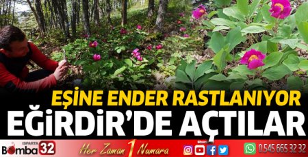 Eğirdir'de şakayıklar açtı
