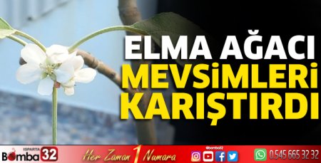 Elma ağacı mevsimleri karıştırdı