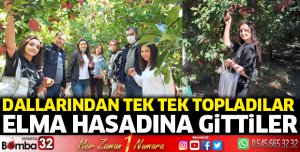 Elma hasadına gittiler