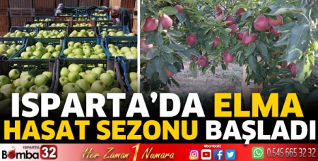 Elmada hasat sezonu başladı