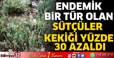 Endemik bir tür olan Sütçüler Kekiği Yüzde 30 azaldı