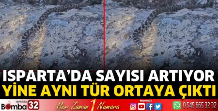 Engerek yılanı yine görüntülendi
