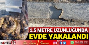 Evde yılan operasyonu 