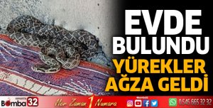 Evde yılan paniği