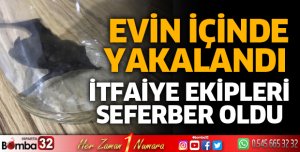 Evin içine yarasa girdi