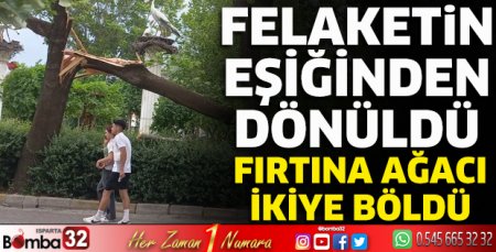 Fırtına ağacı ikiye böldü