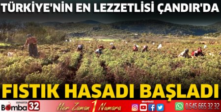 Fıstık hasadı başladı