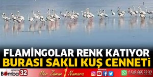 Flamingolar renk katıyor