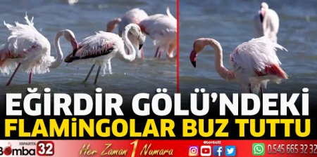 Flamingoların vücutlarında buz sarkıtları oluştu