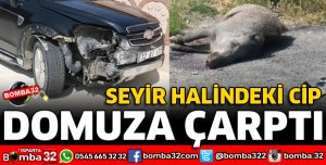 GELENDOST YOLUNDA DOMUZLARA DİKKAT