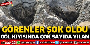 GÖL KIYISINDA ÇOK SAYIDA YILAN GÖRÜLDÜ