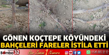 Gönen Koçtepe Köyündeki  bahçeleri fareler istila etti