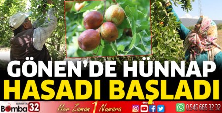 Gönen’de hünnap hasadı başladı