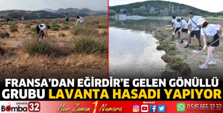 Gönüllü grup lavanta hasadına başladı     