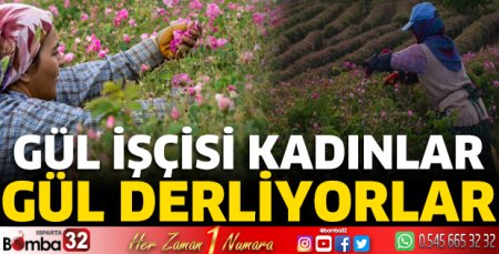 Gül işçisi kadınlar gül derliyorlar