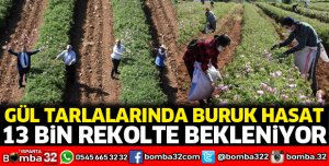 Gül tarlalarında buruk hasat