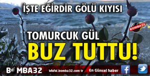GÜL VE YAPRAKLARI BUZ TUTTU