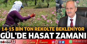 Gül’de hasat zamanı