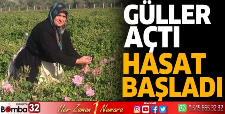 Güller açtı hasat başladı 