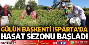 Gülün başkenti Isparta'da hasat başladı