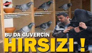 Güvercin hırsızı yakalandı