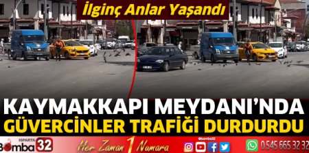 Güvercinler trafiği durdurdu