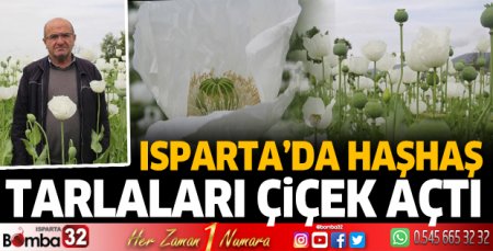 Haşhaş tarlaları çiçek açtı
