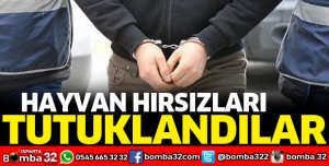 HAYVAN HIRSIZLARI TUTUKLANDI