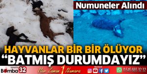Hayvanlar tek tek telef oluyor