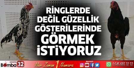 Hint horozlarını güzellik gösterilerinde görmek istiyoruz