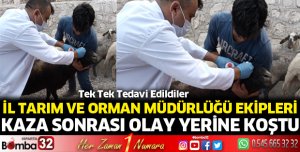 İl Tarım ve Orman Müdürlüğü ekipleri olay yerine koştu