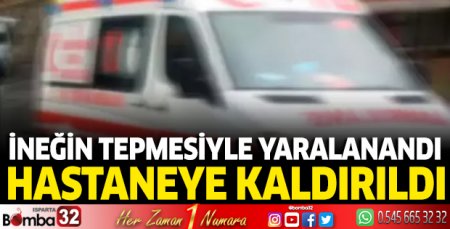 ineğin tepmesiyle yaralandı