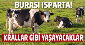 İNEKLER KRAL GİBİ YAŞAYACAK