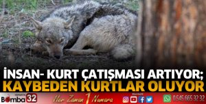 İnsan- kurt çatışması artıyor; kaybeden kurtlar oluyor