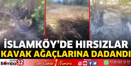 İslamköy'de hırsızlar kavak ağaçlarına dadandı 