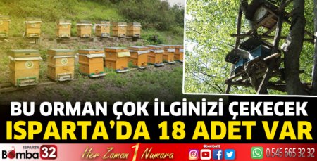 Isparta’da 18 adet bal ormanı var