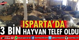 ISPARTA’DA 3 BİN HAYVAN TELEF OLDU