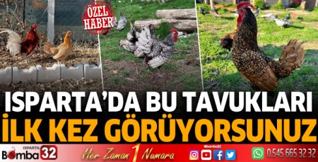 Isparta’da bu tavukları ilk kez görüyorsunuz