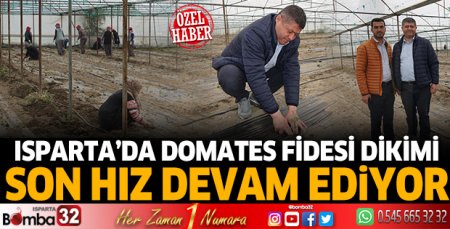 Isparta’da domates fidesi dikimi son hız devam ediyor