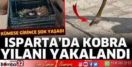 Isparta’da kobra yılanı yakalandı